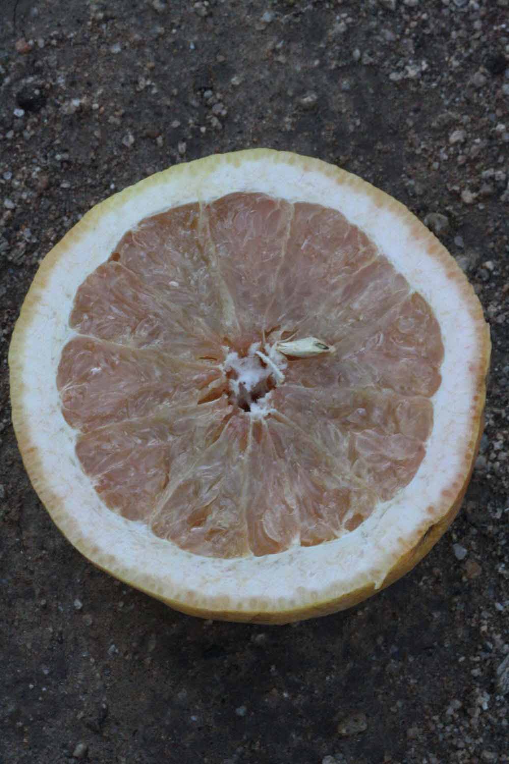            Fruit cross-section (Riverside, CA)   